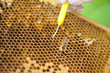 Bienenkönigin
