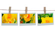Polaroid templates with canna flower