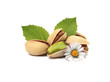 pistacchio
