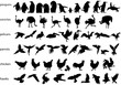 Vector birds