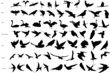 Vector silhouettes of birds
