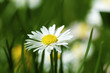 Daisy