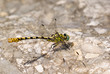 Foto: Dragonfly Dragonfly