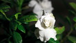 Time-lapse  white gardenia opening.