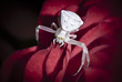 Foto: Spider Spider
