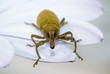 Foto: bug bug