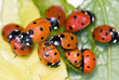 Ladybugs