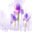 Iris flowers, vector illustration