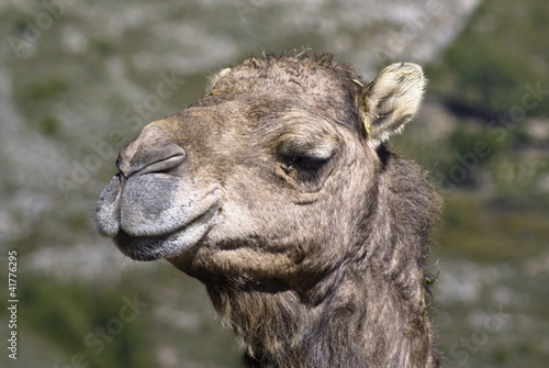 Foto: Camel Camel