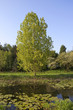 waterside poplar