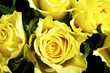 Yellow Roses