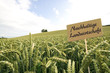 Weizenfeld