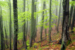 misty beech-tree forest
