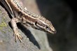 Photo: lézard des murailles lézard des murailles
