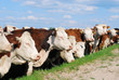 many cows many cows