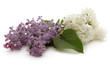 Lilas