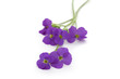 Fleurs