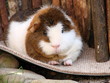 Meerschweinchen pausiert