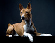 Basenji-dog on the black background