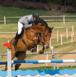 Rider On Brown Horse On Showju...