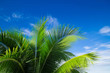 palm
