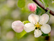 Apple blossom