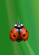 Realistic ladybug