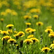 meadow with dandelions