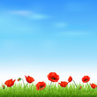 Landscape With Grass And Poppy