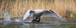 Schwan-10257b2