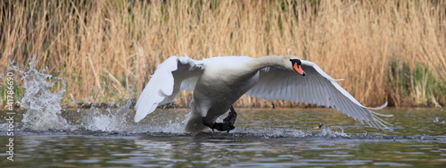 Foto: Schwan-10257b2 Schwan-10257b2