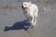 un golden retriever court dans l'eau un golden retriever court dans l'eau