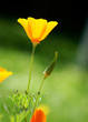 Goldmohn im Sonnenlicht