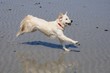 golden retriever courant sur la plage golden retriever courant sur la plage
