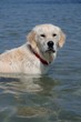 chien assis dans l'eau chien assis dans l'eau