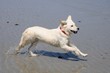 golden retriever courant golden retriever courant