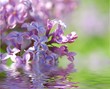 lilac flower