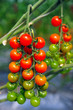 Orchard Growing Tree Tomatoes