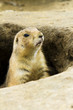 Single ground hog peaking out of his hole