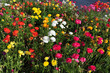 Anemone Flowers