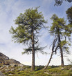 Larch forest at Wicklow mountains