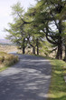 Larch forest at Wicklow mountains