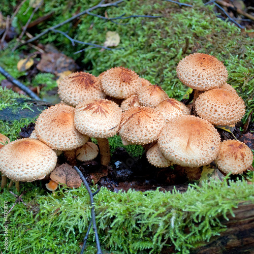 Foto: Gemeiner Hallimasch - Armillaria mellea Gemeiner Hallimasch - Armillaria mellea