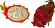 isolated dragon fruit illustration
