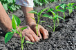 Photo: planting a pepper seedling planting a pepper seedling
