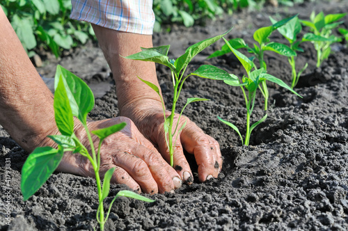 Photo: planting a pepper seedling planting a pepper seedling