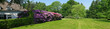 rhododendrons in a park