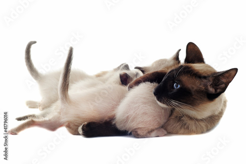 Photo: Siamese kitten and mother Siamese kitten and mother