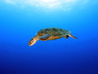 green turtle swimming,great barrier reef, cairns, queensland, au