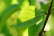 green leaf